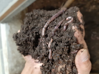 蚯蚓照顧(蚓糞收成處理及包裝)