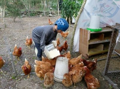 蛋雞照顧(雞蛋收成處理)技能學習