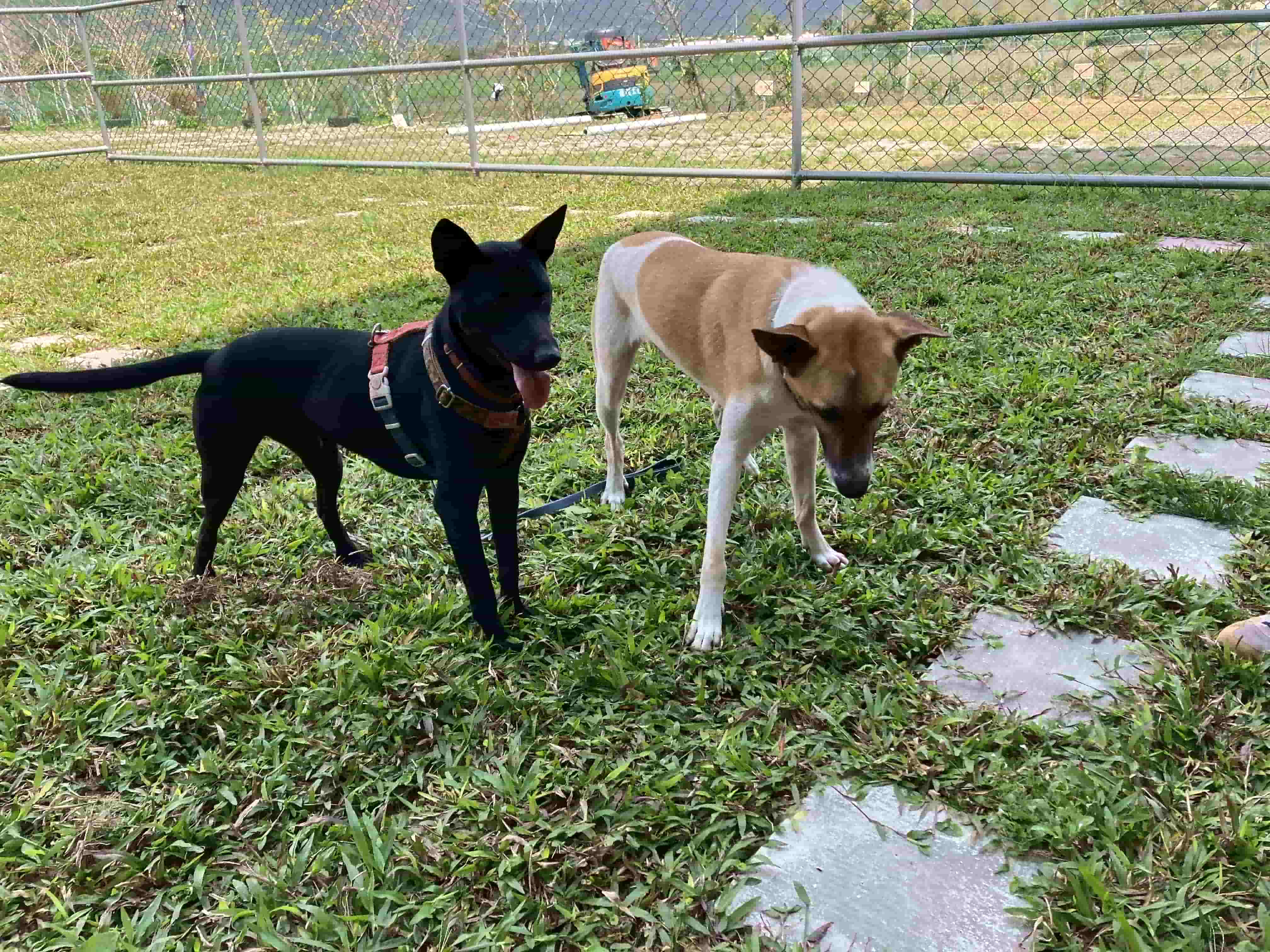 小鹿的成長(標題圖檔)