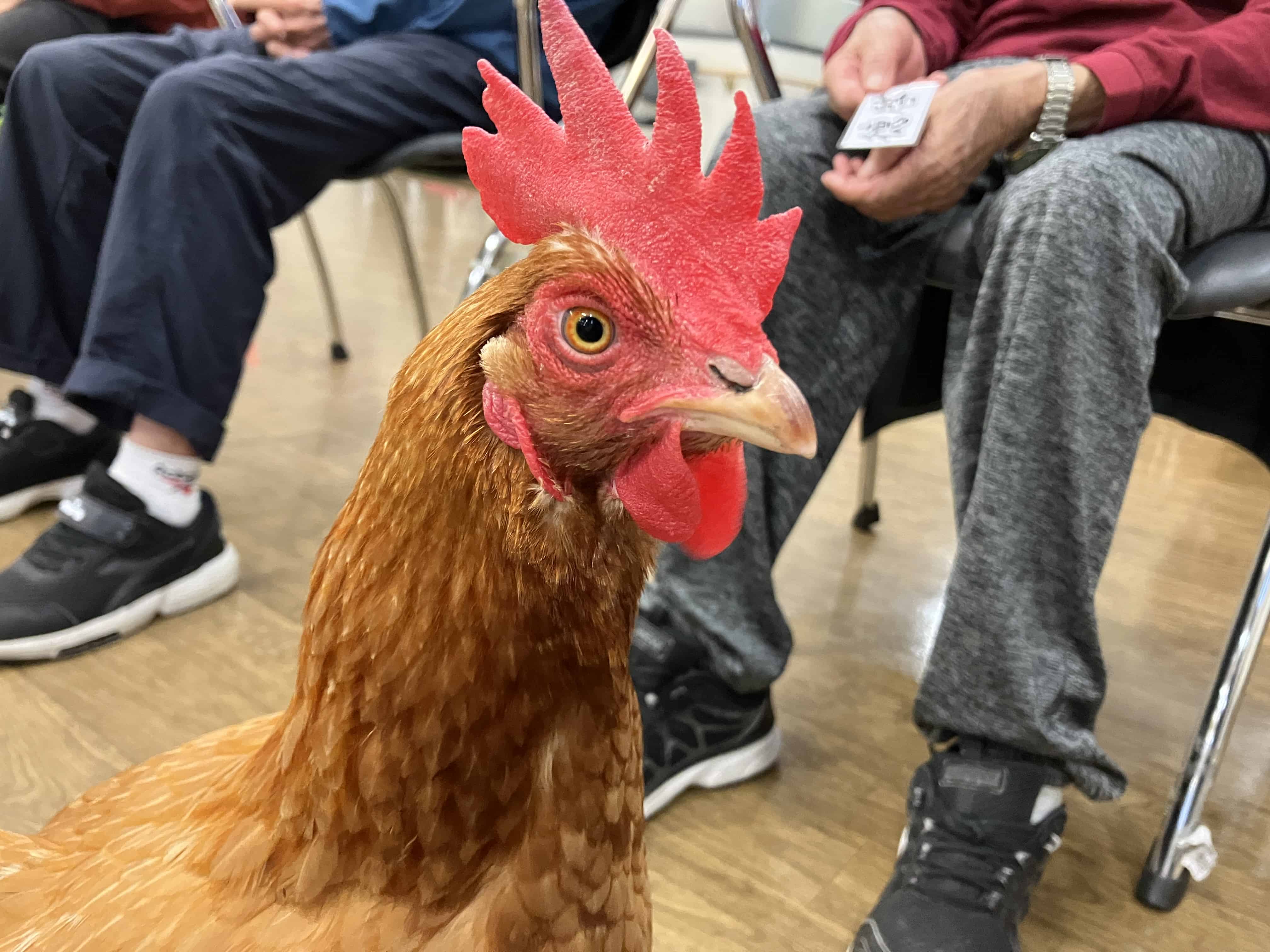 芫芫的第一次任務(標題圖檔)