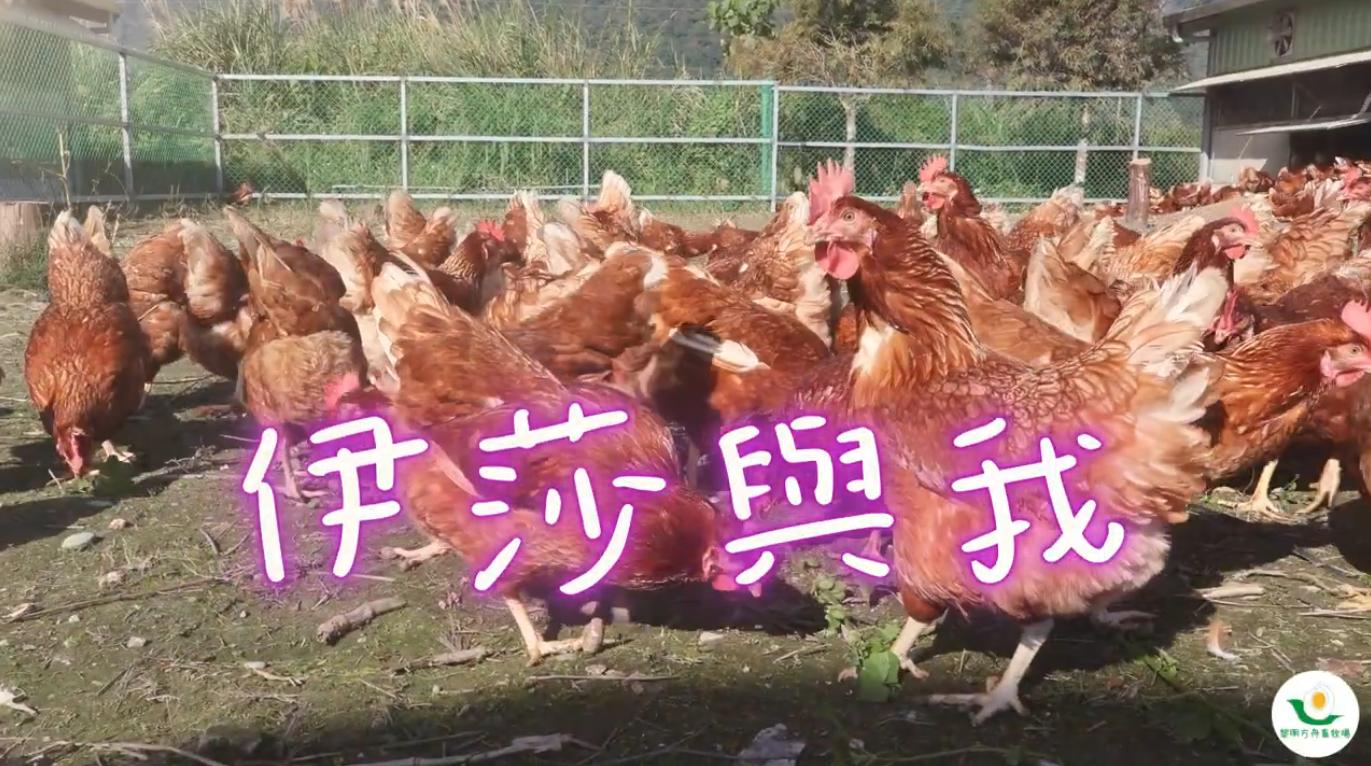 春節後萬顆雞蛋待售　黎明牧場以歌曲行銷求援(標題圖檔)